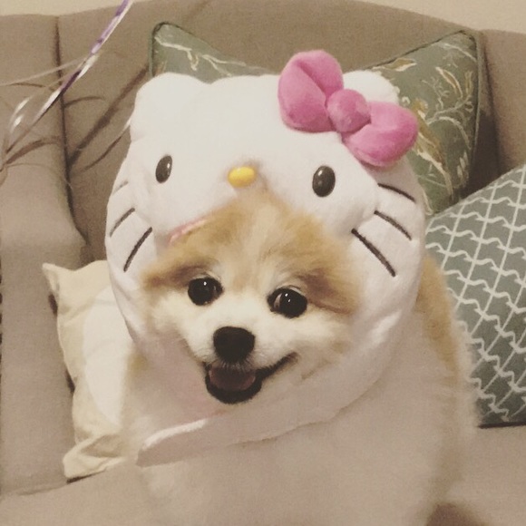 Meet your Posher, Ivy - Picture 1 of 1